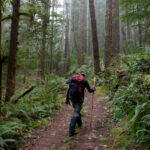 Hiker on Fiddlehead Trail