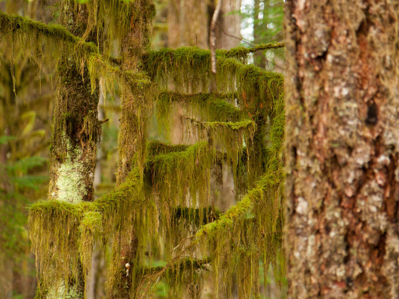 Mossy trees and luscious green are features of the trail in this area.